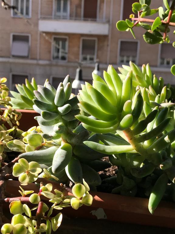 Pardis Guest House Rzym Zewnętrze zdjęcie