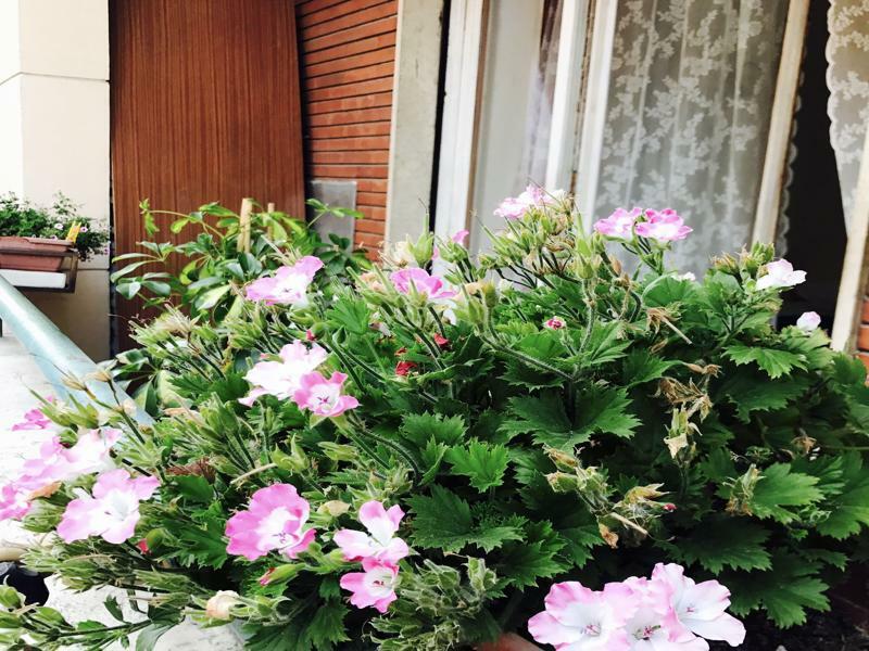 Pardis Guest House Rzym Zewnętrze zdjęcie